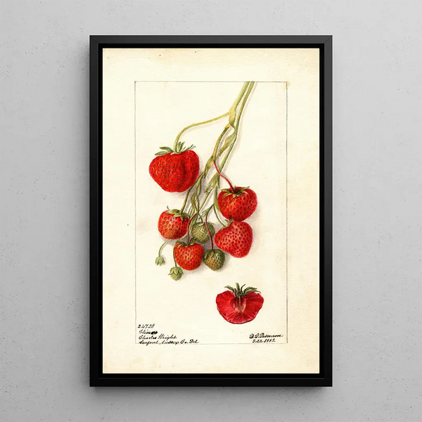 Fragaria Climan - Deborah Griscom Passmore — cuadro enmarcado en la pared