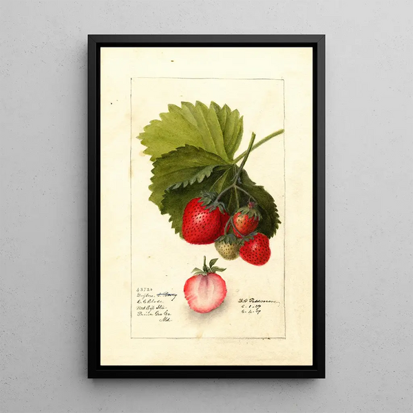 Fragaria Dayton - Deborah Griscom Passmore — cuadro enmarcado en la pared