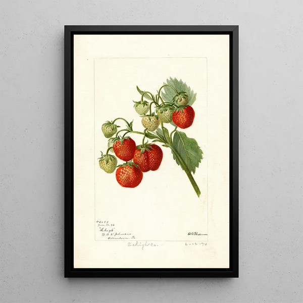 Fragaria Lehigh - Deborah Griscom Passmore — cuadro enmarcado en la pared