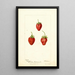 Fragaria Maida - Deborah Griscom Passmore — cuadro enmarcado en la pared