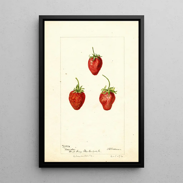 Fragaria Maida - Deborah Griscom Passmore — cuadro enmarcado en la pared