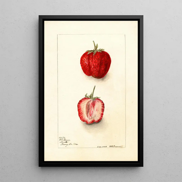 Fragaria Monett - Deborah Griscom Passmore — cuadro enmarcado en la pared