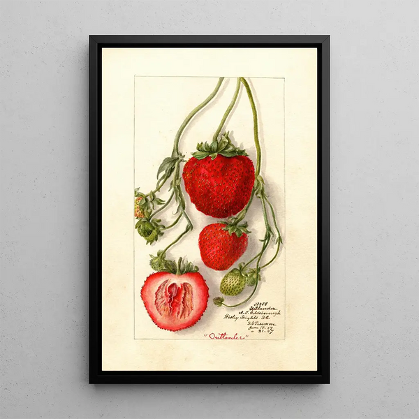 Fragaria Outlander - Deborah Griscom Passmore — cuadro enmarcado en la pared
