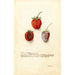 Fragaria Tennessee - Deborah Griscom Passmore — vista de la obra