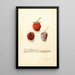 Fragaria Tennessee - Deborah Griscom Passmore — cuadro enmarcado en la pared