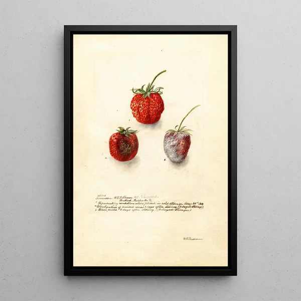 Fragaria Tennessee - Deborah Griscom Passmore — cuadro enmarcado en la pared