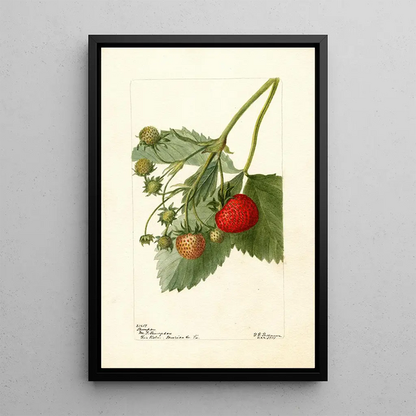 Fragaria Thompson - Deborah Griscom Passmore — cuadro enmarcado en la pared