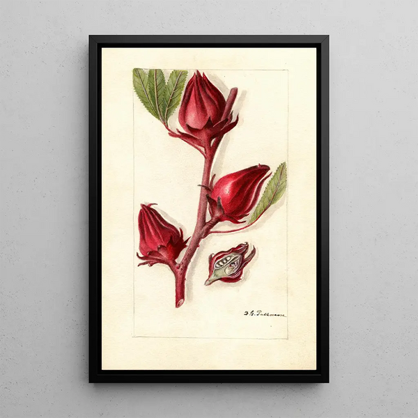 Hibiscus sabdariffa Victor - Deborah Griscom Passmore — cuadro enmarcado en la pared