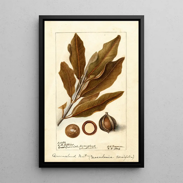 Macadamia ternifolia - Deborah Griscom Passmore — cuadro enmarcado en la pared