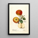 Malus domestica - Deborah Griscom Passmore — cuadro enmarcado en la pared
