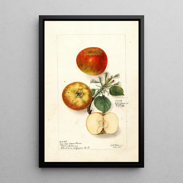 Malus domestica - Deborah Griscom Passmore — cuadro enmarcado en la pared
