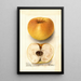 Malus domestica Champion Pippin - Deborah Griscom Passmore — cuadro enmarcado en la pared