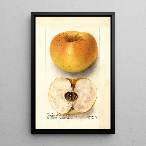Malus domestica Champion Pippin - Deborah Griscom Passmore — cuadro enmarcado en la pared