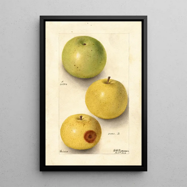 Malus domestica Grimes - Deborah Griscom Passmore — cuadro enmarcado en la pared