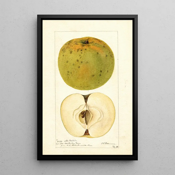 Malus domestica McMillin - Deborah Griscom Passmore — cuadro enmarcado en la pared