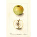 Malus domestica Spohr - Deborah Griscom Passmore — vista de la obra