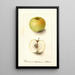 Malus domestica Spohr - Deborah Griscom Passmore — cuadro enmarcado en la pared