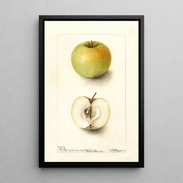 Malus domestica Spohr - Deborah Griscom Passmore — cuadro enmarcado en la pared