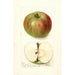Malus domestica Summer Rambo - Deborah Griscom Passmore — artwork view