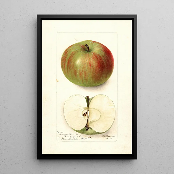 Malus domestica Summer Rambo - Deborah Griscom Passmore — cuadro enmarcado en la pared