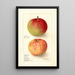 Reproduction of the painting Malus domestica Wealthy - Deborah Griscom Passmore