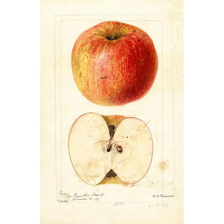Deborah Griscom Passmore - Malus domestica Wine.webp