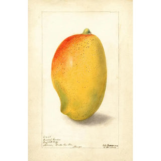 Deborah Griscom Passmore - Mangifera indica General Gordon.webp