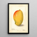 Mangifera indica General Gordon - Deborah Griscom Passmore — framed artwork on a wall