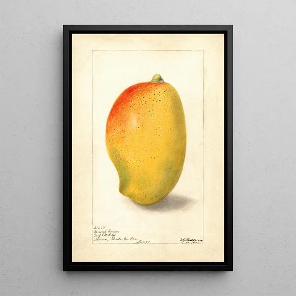 Mangifera indica General Gordon - Deborah Griscom Passmore — cuadro enmarcado en la pared