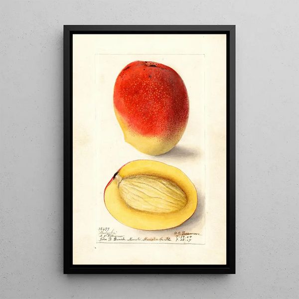 Mangifera indica Mulgoba - Deborah Griscom Passmore — cuadro enmarcado en la pared