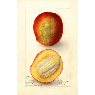 Deborah Griscom Passmore - Mangifera indica Perrine.webp