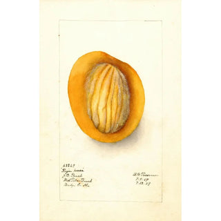 Deborah Griscom Passmore - Mangifera indica Raja Purra.webp