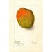 Reproducción del cuadro Mangifera indica Raja Purri - Deborah Griscom Passmore