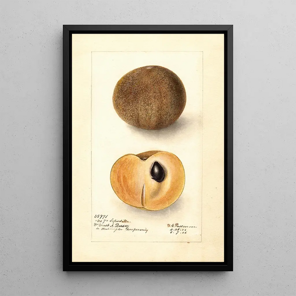 Manilkara zapota No - Deborah Griscom Passmore — cuadro enmarcado en la pared