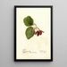 Morus Travis - Deborah Griscom Passmore — cuadro enmarcado en la pared