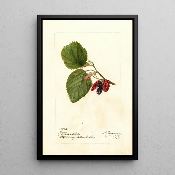 Morus Travis - Deborah Griscom Passmore — cuadro enmarcado en la pared