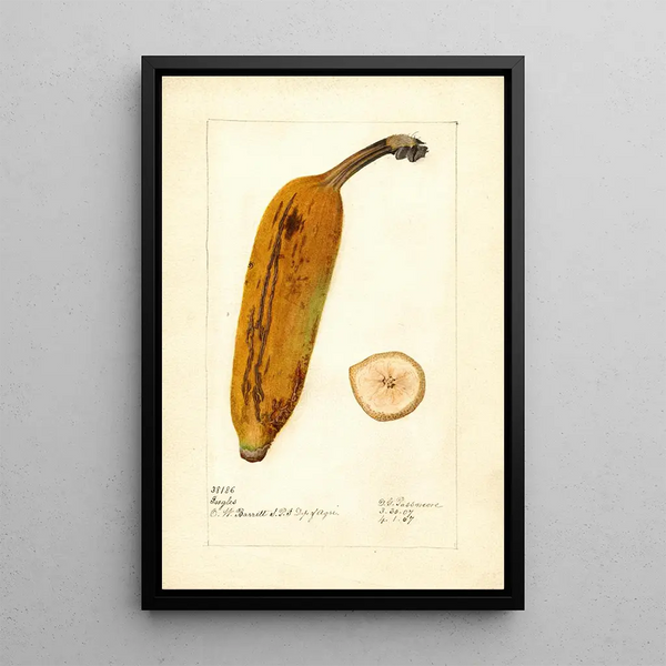 Musa Ingles - Deborah Griscom Passmore — cuadro enmarcado en la pared