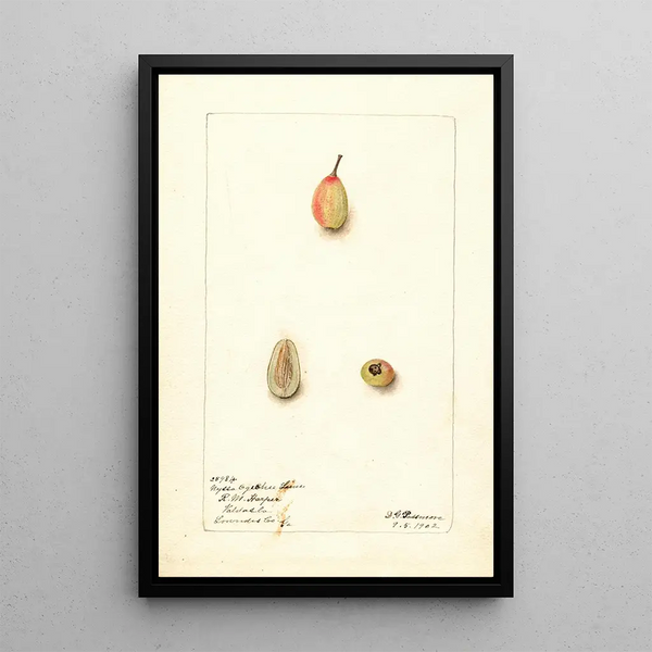 Nyssa ogeche - Deborah Griscom Passmore — cuadro enmarcado en la pared