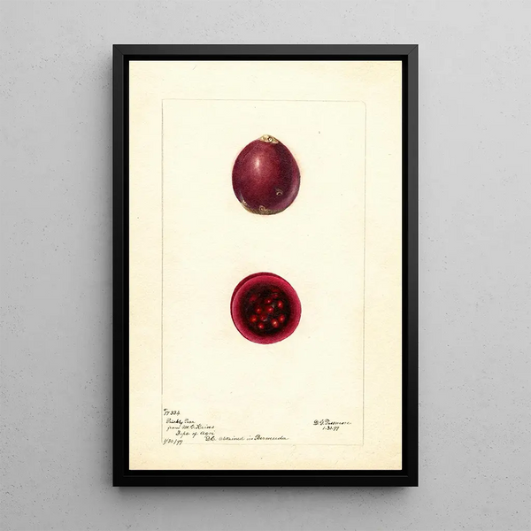 Opuntia Figue de Barbarie - Deborah Griscom Passmore — cuadro enmarcado en la pared