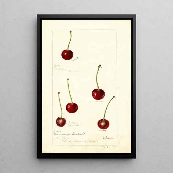 Prunus avium - Deborah Griscom Passmore — cuadro enmarcado en la pared