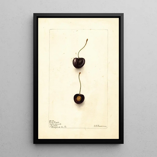 Prunus avium Early Purple - Deborah Griscom Passmore — cuadro enmarcado en la pared