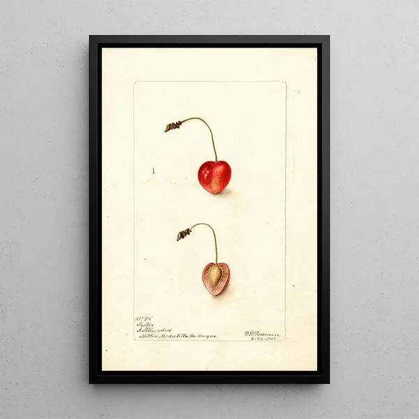 Prunus avium Shelton - Deborah Griscom Passmore — cuadro enmarcado en la pared