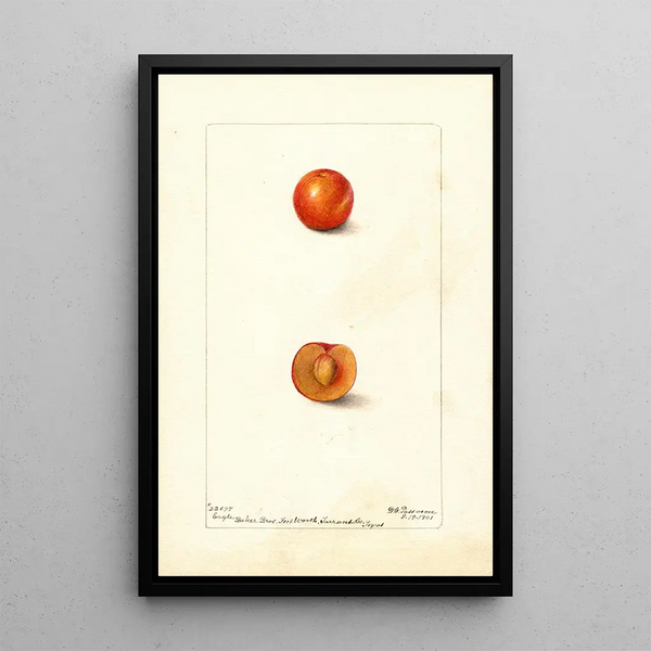 Prunus domestica Eagle - Deborah Griscom Passmore — cuadro enmarcado en la pared