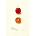 Reproducción del cuadro Prunus domestica Forewattamie - Deborah Griscom Passmore