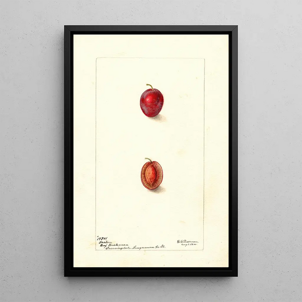 Prunus domestica Heaton - Deborah Griscom Passmore — cuadro enmarcado en la pared