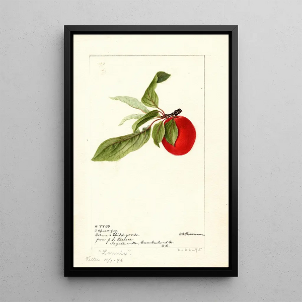 Prunus domestica Lannix - Deborah Griscom Passmore — cuadro enmarcado en la pared