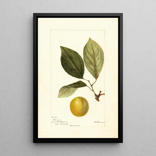 Prunus domestica Madison - Deborah Griscom Passmore — cuadro enmarcado en la pared