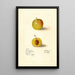 Prunus domestica McLaughlin - Deborah Griscom Passmore — cuadro enmarcado en la pared