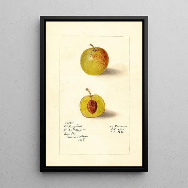Prunus domestica McLaughlin - Deborah Griscom Passmore — cuadro enmarcado en la pared
