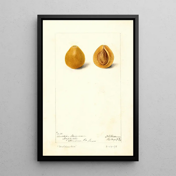 Prunus domestica Moldavka - Deborah Griscom Passmore — cuadro enmarcado en la pared